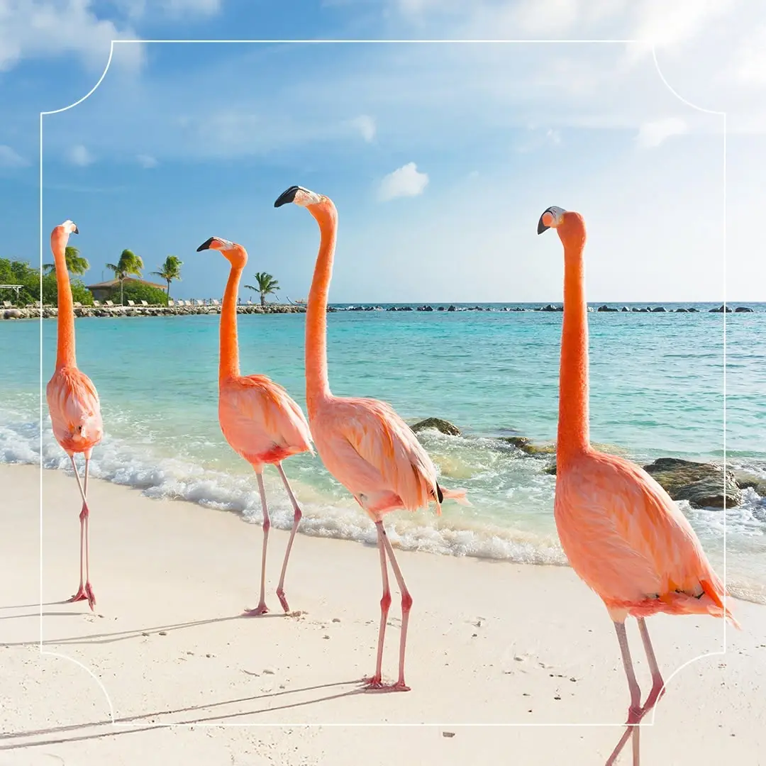 Flamingo Sanctuary